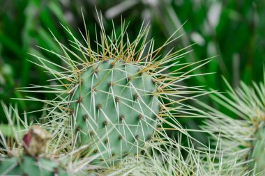 Kaktüs nopal çiçekleri. Çiçekli Chumbera nopal kaktüsü