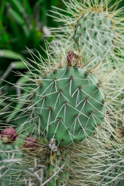 Kaktüs nopal çiçekleri. Çiçekli Chumbera nopal kaktüsü