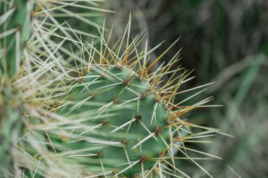 Kaktüs nopal çiçekleri. Çiçekli Chumbera nopal kaktüsü