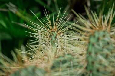 Kaktüs nopal çiçekleri. Çiçekli Chumbera nopal kaktüsü