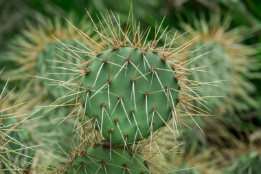 Kaktüs nopal çiçekleri. Çiçekli Chumbera nopal kaktüsü