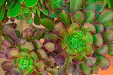 Sulu çiçeğin deseni ve soyut şekli 