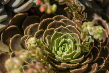 Sulu çiçeğin deseni ve soyut şekli 