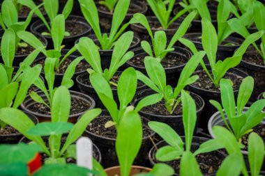 Saksıdaki yeni bitkilerin fotoğrafı.