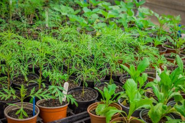 Saksıdaki yeni bitkilerin fotoğrafı.