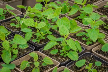 Saksıdaki yeni bitkilerin fotoğrafı.