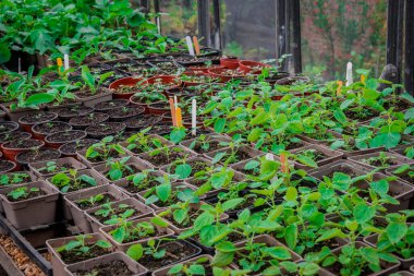 Saksıdaki yeni bitkilerin fotoğrafı.