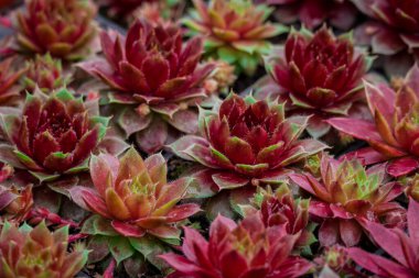 Tencerede küçük bir sempervivum fotoğrafı