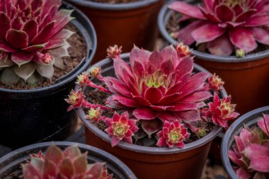 Tencerede küçük bir sempervivum fotoğrafı