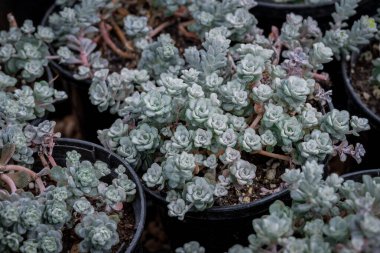 Tencerede küçük bir sempervivum fotoğrafı