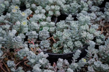 Tencerede küçük bir sempervivum fotoğrafı