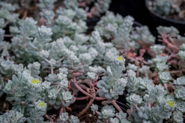 Tencerede küçük bir sempervivum fotoğrafı
