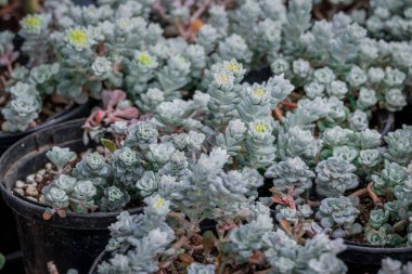 Tencerede küçük bir sempervivum fotoğrafı