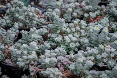 Tencerede küçük bir sempervivum fotoğrafı