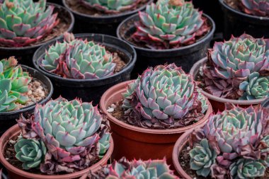 Tencerede küçük bir sempervivum fotoğrafı