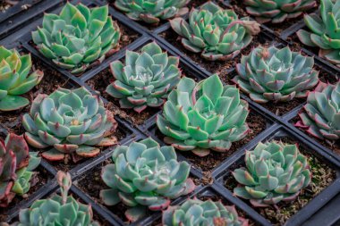 Tencerede küçük bir sempervivum fotoğrafı