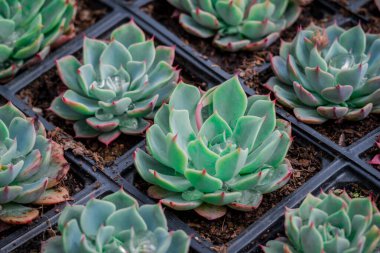 Tencerede küçük bir sempervivum fotoğrafı