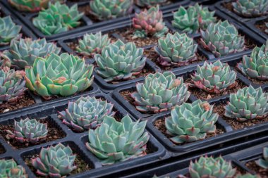 Tencerede küçük bir sempervivum fotoğrafı