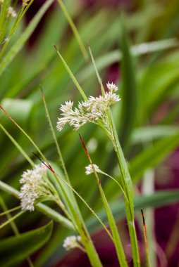 Parktaki bahar arkaplanının fotoğrafı 