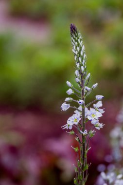 Parktaki bahar arkaplanının fotoğrafı 