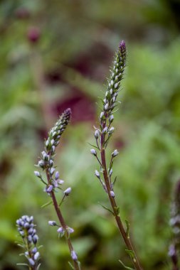 Parktaki bahar arkaplanının fotoğrafı 
