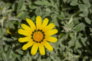 Parktaki bahar çiçeklerinin fotoğrafı. 