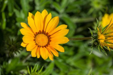 Parktaki bahar çiçeklerinin fotoğrafı. 