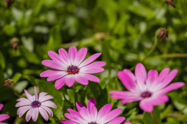 Parktaki bahar çiçeklerinin fotoğrafı. 