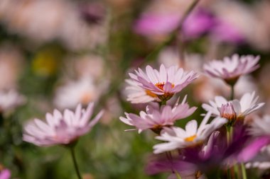 Parktaki bahar çiçeklerinin fotoğrafı. 