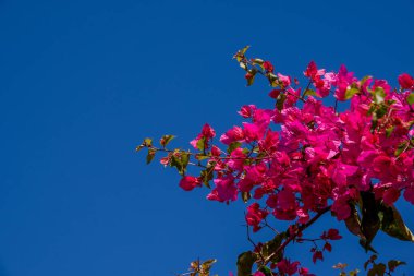 Parktaki bahar çiçeklerinin fotoğrafı. 
