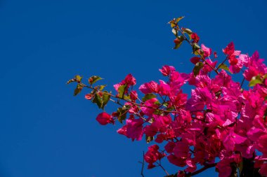 Parktaki bahar çiçeklerinin fotoğrafı. 
