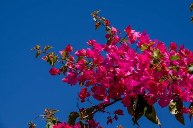 Parktaki bahar çiçeklerinin fotoğrafı. 