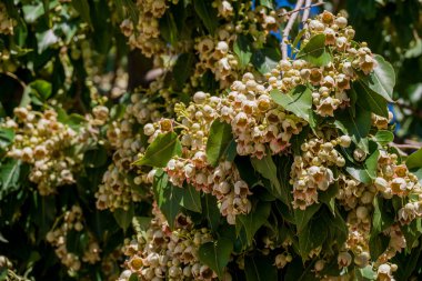 Parktaki bahar çiçeklerinin fotoğrafı. 