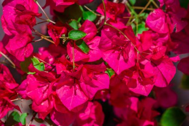 Parktaki bahar çiçeklerinin fotoğrafı. 