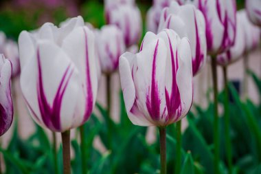 Parktaki bahar çiçeklerinin fotoğrafı.  