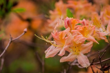 Parktaki bahar çiçeklerinin fotoğrafı. 