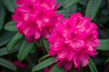 Parktaki bahar çiçeklerinin fotoğrafı. 