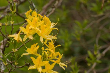 Parktaki bahar çiçeklerinin fotoğrafı. 