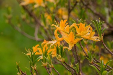 Parktaki bahar çiçeklerinin fotoğrafı. 