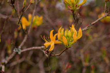 Parktaki bahar çiçeklerinin fotoğrafı. 