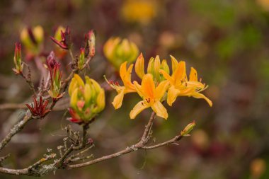 Parktaki bahar çiçeklerinin fotoğrafı. 