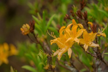 Parktaki bahar çiçeklerinin fotoğrafı. 