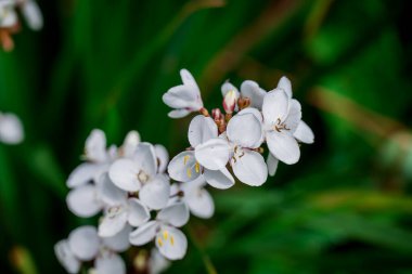 Parktaki bahar çiçeklerinin fotoğrafı. 