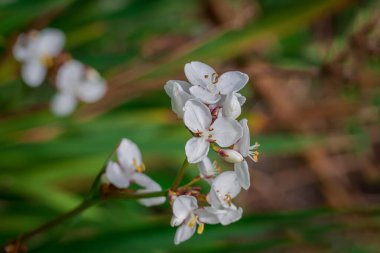 Parktaki bahar çiçeklerinin fotoğrafı. 