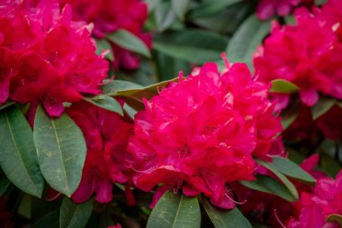 Parktaki bahar çiçeklerinin fotoğrafı. 