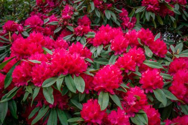 Parktaki bahar çiçeklerinin fotoğrafı. 