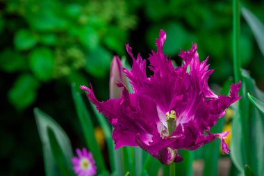 Parktaki bahar çiçeklerinin fotoğrafı. 