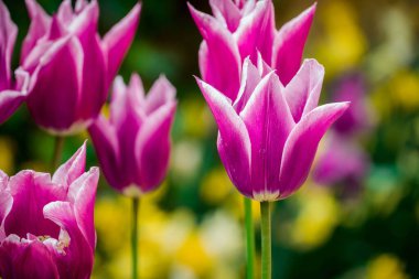 Parktaki bahar çiçeklerinin fotoğrafı. 