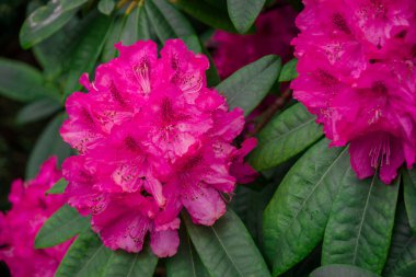 Parktaki bahar çiçeklerinin fotoğrafı. 