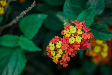 Parktaki bahar çiçeklerinin fotoğrafı. 
